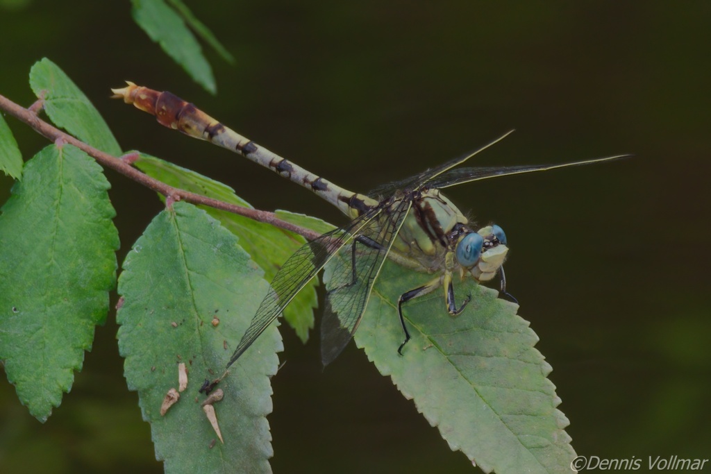 Stillwater Clubtail