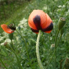 Papaver dubium stevenianum