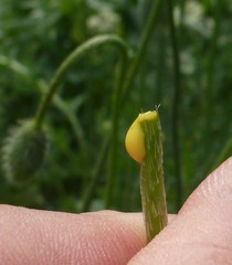 Papaver dubium stevenianum