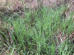 Carex barrattii