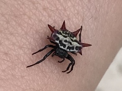Gasteracantha cancriformis