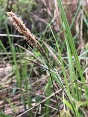 Carex barrattii
