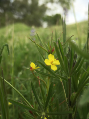 Camissonia contorta