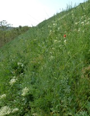 Papaver dubium stevenianum