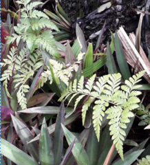 Davallia denticulata