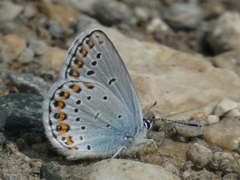 Plebejus idas