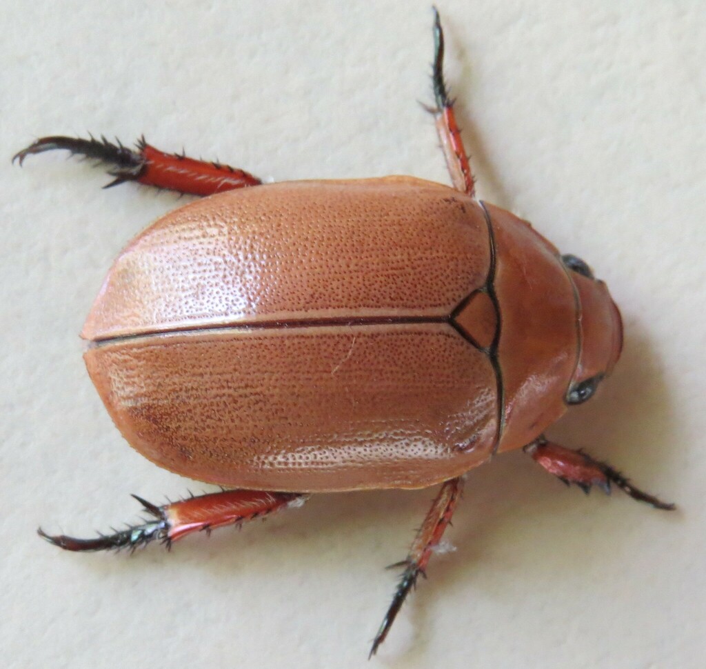 Anoplognathus nebulosus
