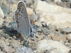 Plebejus idas