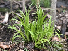 Carex folliculata