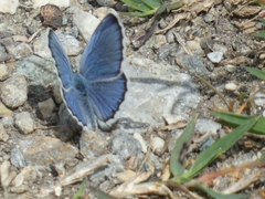 Plebejus idas