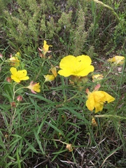 Calylophus
