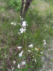 Penstemon multiflorus