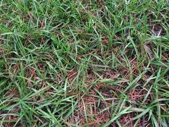 Eremochloa ophiuroides