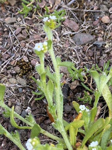 Plagiobothrys leptocladus observed 2024-04-30
