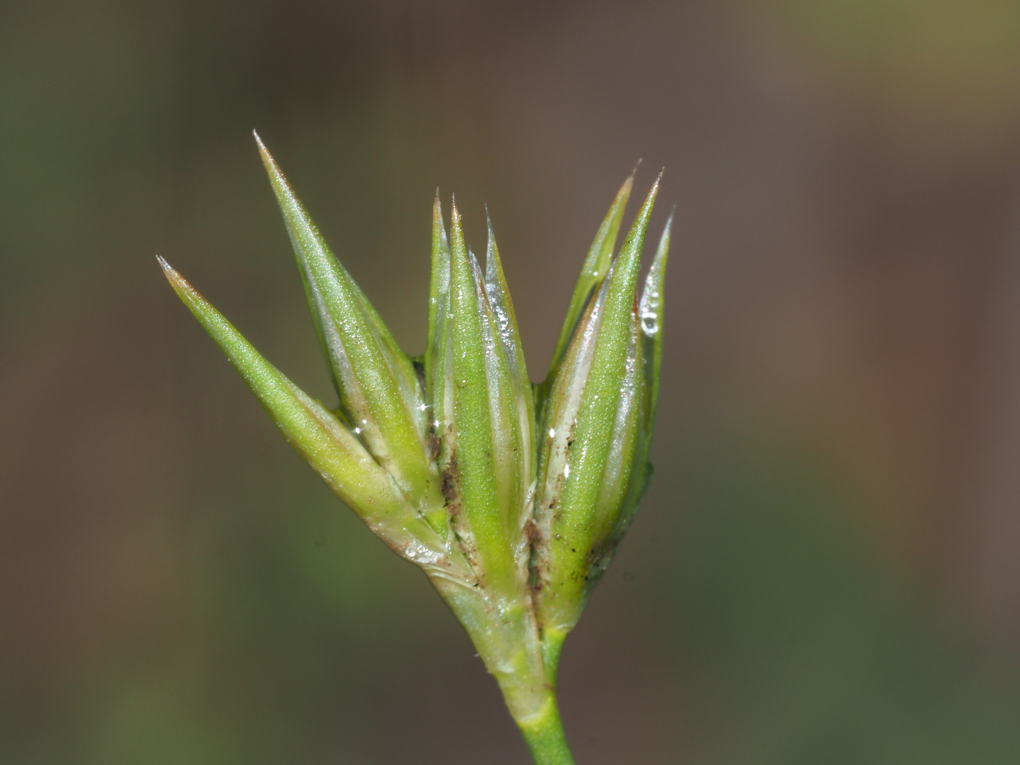 Juncus ranarius