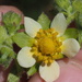 Sticky Cinquefoil - Photo (c) nathantay, some rights reserved (CC BY-NC)