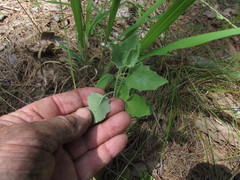 Physalis mollis