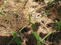 Matelea cynanchoides