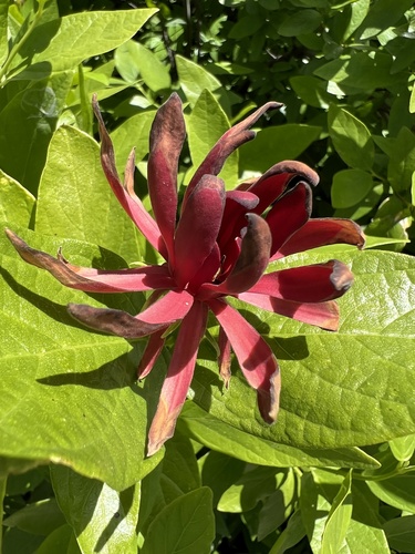 Calycanthus occidentalis