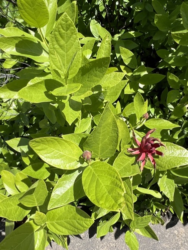 Calycanthus occidentalis