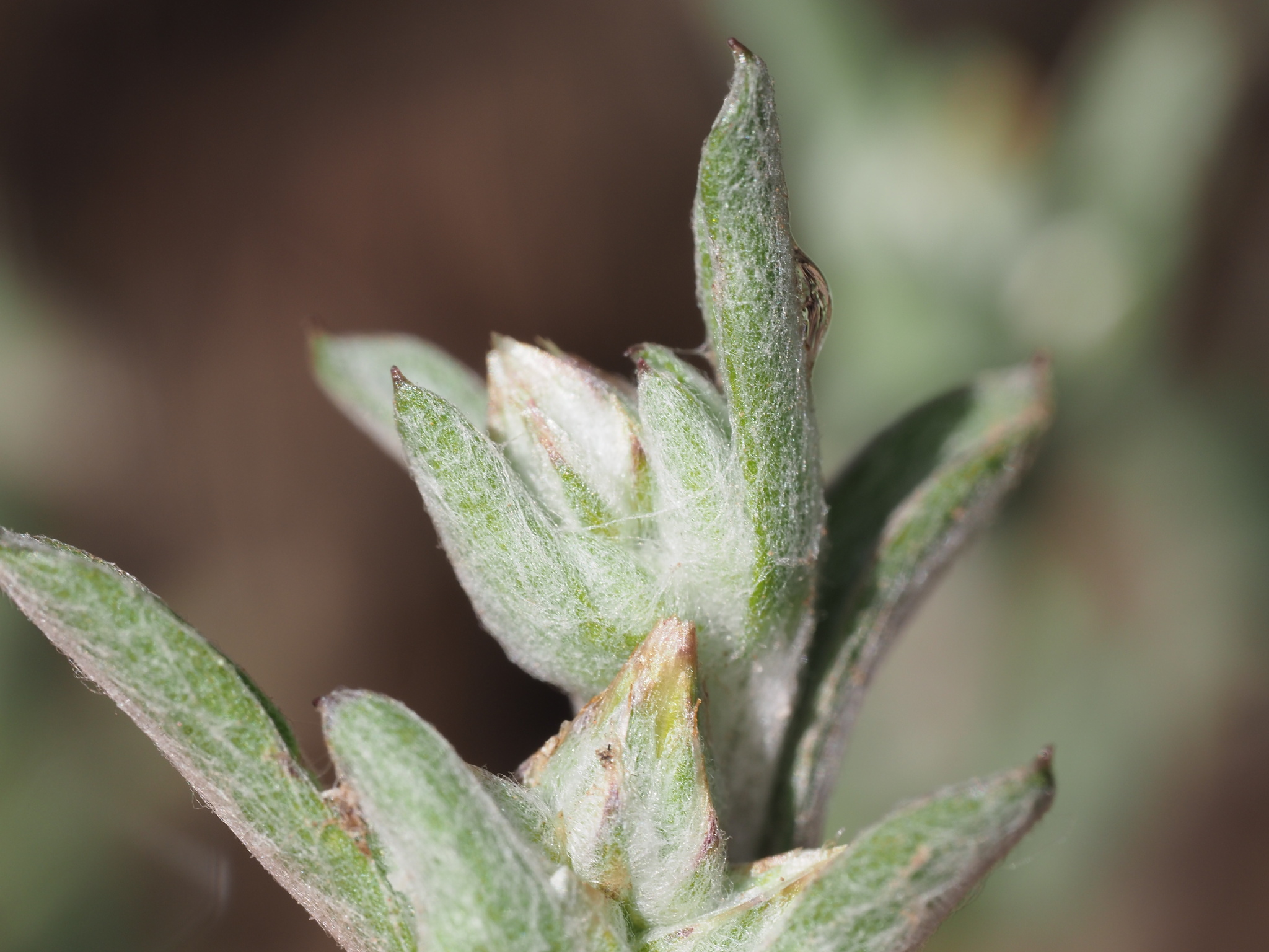 Logfia filaginoides