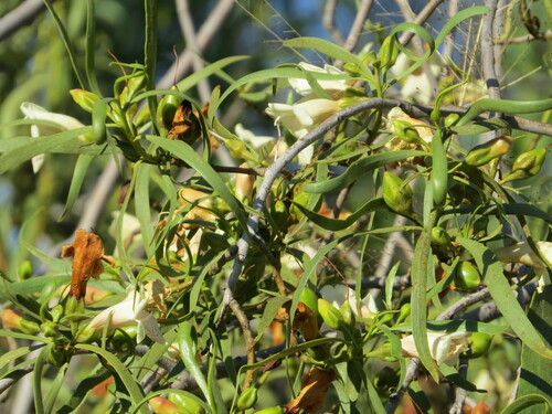 Image of Eremophila bignoniiflora by (c) ian_mcallan, some rights reserved (CC BY)