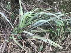 Dasylirion berlandieri