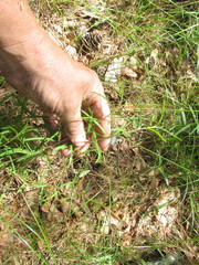 Stylisma pickeringii