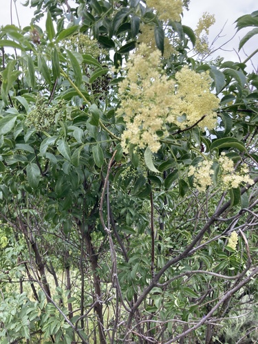 iNaturalist observation photo of blue elder