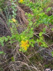 Hypericum myrtifolium