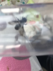 Andrena cineraria