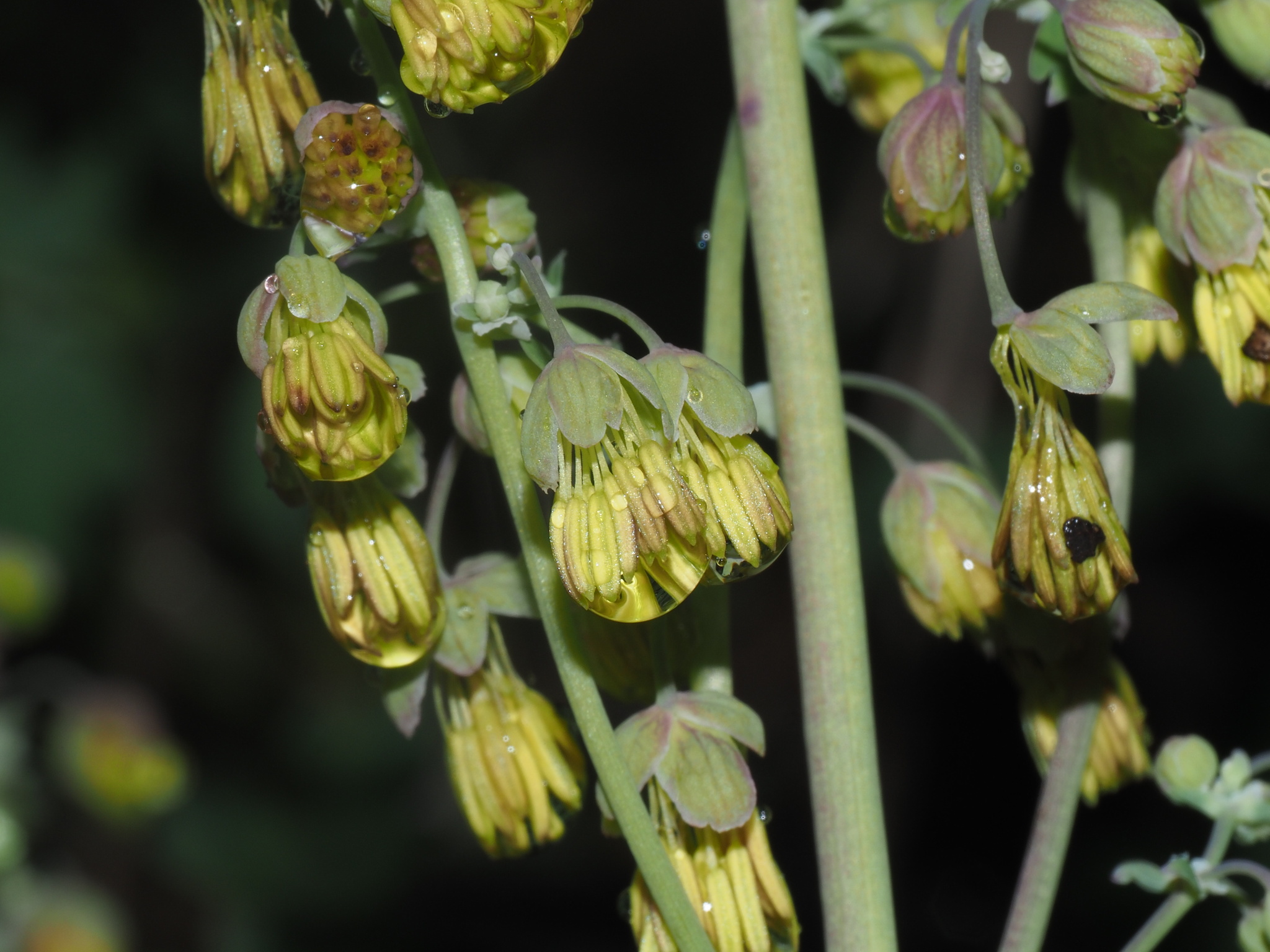 Thalictrum fendleri