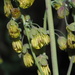 Fendler's Meadow-Rue - Photo (c) nathantay, some rights reserved (CC BY-NC)
