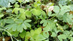 Corydalis intermedia
