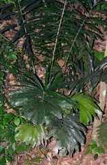 Arenga obtusifolia