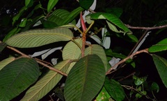 Dipterocarpus crinitus