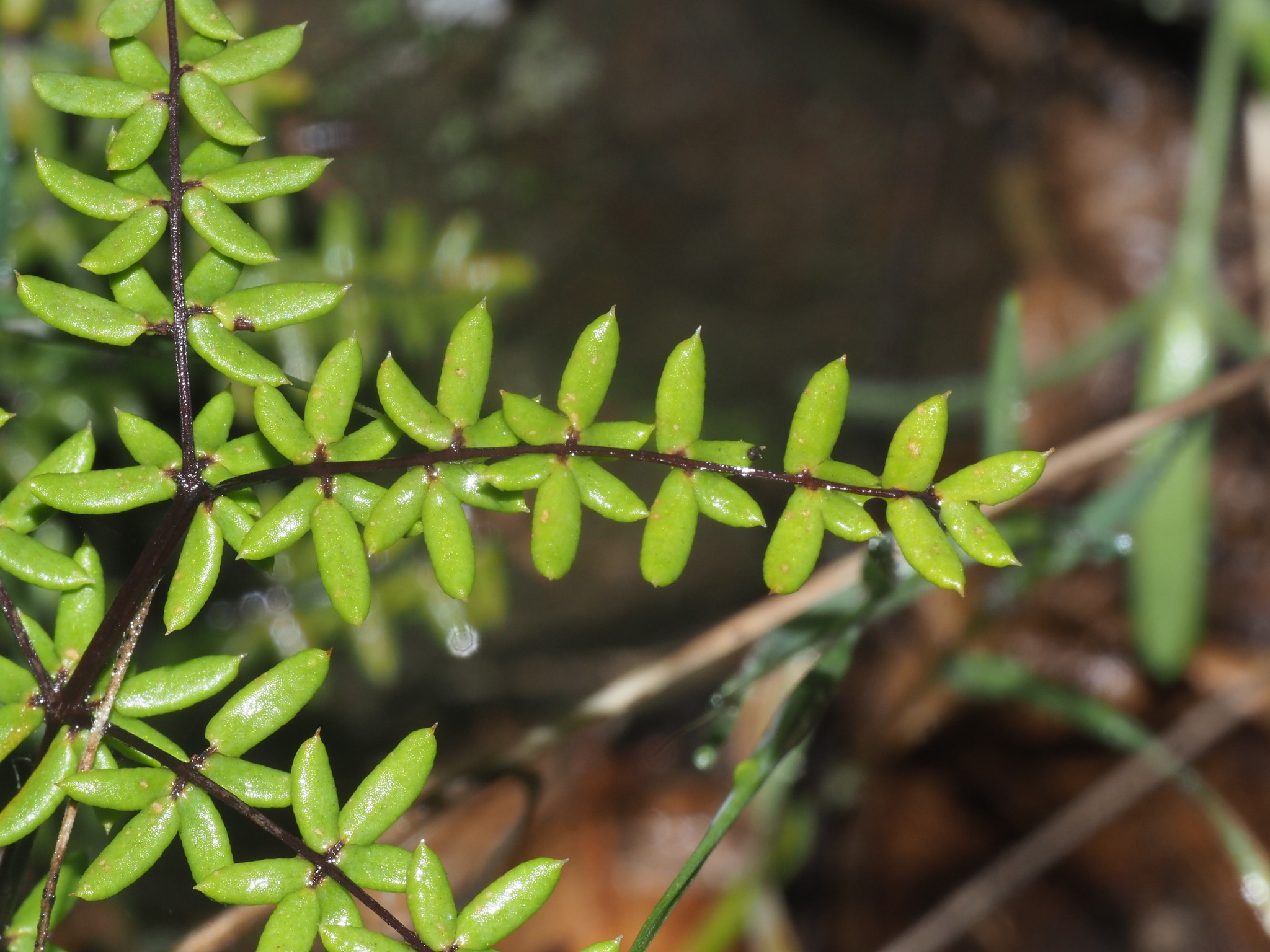 Pellaea mucronata