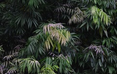 Lepisanthes alata