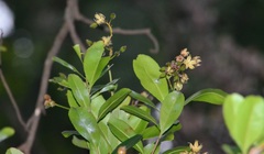 Ixonanthes icosandra