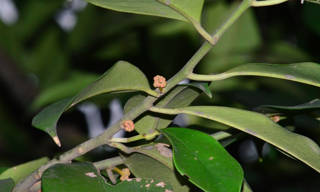 Stemonurus malaccensis (Stemonurus malaccensis)