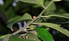 Stemonurus malaccensis