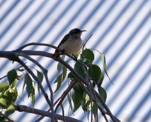 Black Honeyeater (Sugomel nigrum), photo 9