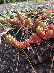 Sedum