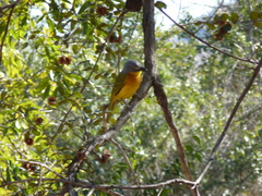 Malaconotus blanchoti
