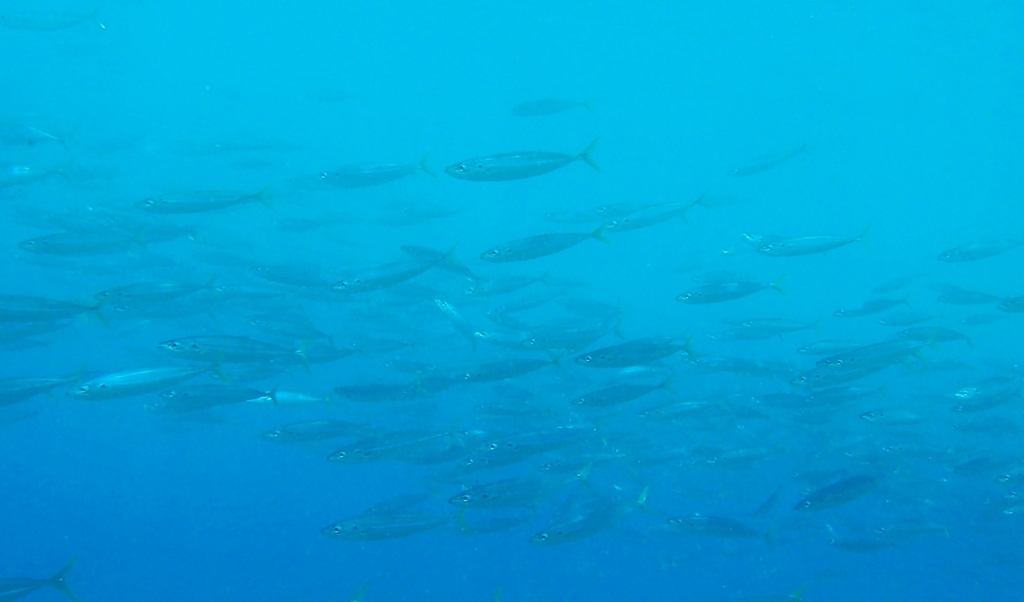 Mackerel scad