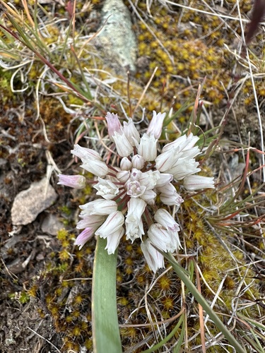 Tolmie's onion (Allium tolmiei)
