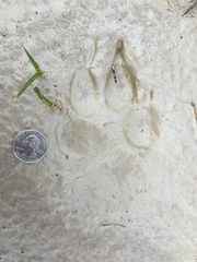 Canis lupus occidentalis