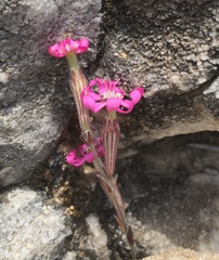 Silene colorata