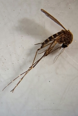 Aedes vexans
