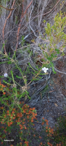 Image of Roella prostrata by (c) Adele SL, some rights reserved (CC BY)